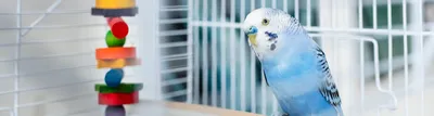 Сколько живут попугаи в зависимости от породы