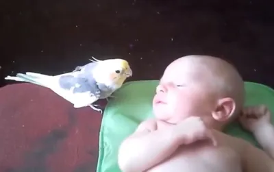 Как ухаживать за новорожденными птенцами попугая - Афиша Daily