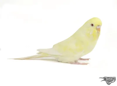 Рождение волнистого попугая - YouTube