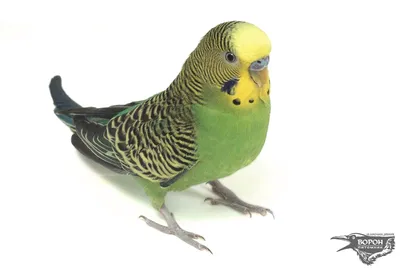 Волнистые попугаи [Хорст Бильфельд] (fb2) читать онлайн | КулЛиб  электронная библиотека