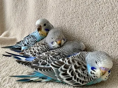 Новорожденный попугай - 71 фото
