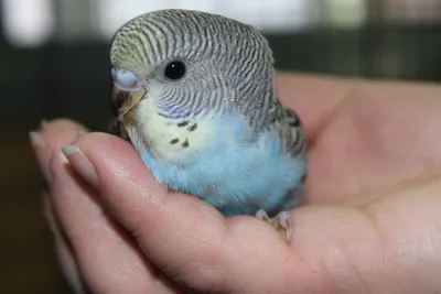 Новорожденный попугай | Пикабу