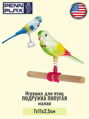 Птенец волнистого попугая не встает на ноги - Стр. 2 - Форумы о попугаях