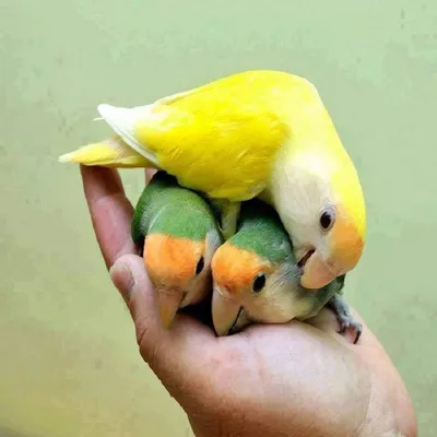 новорождённый попугай в гнезде Стоковое Изображение - изображение  насчитывающей муха, дом: 248372015