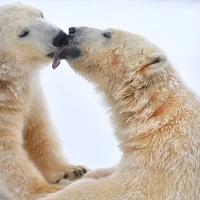 Эффектный дебют: в зоопарке Вены показали белого медвежонка | Фотогалереи |  Известия