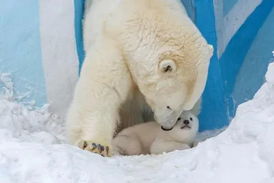 В Новосибирском зоопарке у белых медведей Кая и Герды родились два  медвежонка