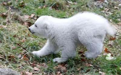 В зоопарке Мюнхена впервые показали детеныша белого медведя — Курьезы