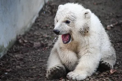 У нашей Герды двойня\": белые медвежата в Новосибирском зоопарке - РИА  Новости, 26.03.2023