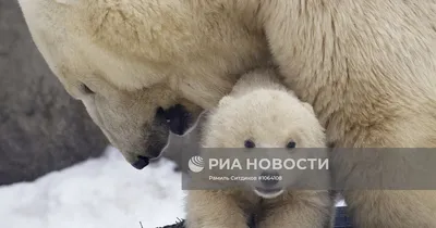 ВИДЕО | Белые медведи Фрийда и Распутин скорбят по потерянному медвежонку.  \"Она плачет. Ищет и плачет\" - Delfi RUS