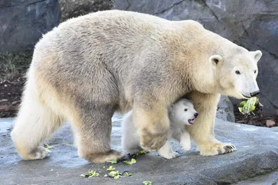 Это любовь! Белые медведи Фрийда и Распутин воссоединились в Таллиннском  зоопарке - Delfi RUS