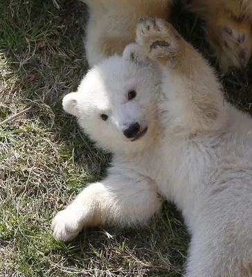 Новорожденный полярный медведь фото фото