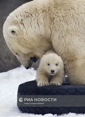 Новорожденные белые медвежата в Московском зоопарке | РИА Новости Медиабанк