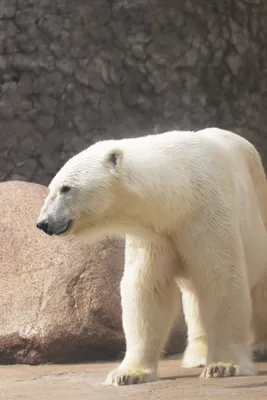 Погасла звезда берлинского зоопарка - умер белый медведь Кнут – DW –  20.03.2011