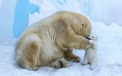 Мать и детеныш белого медведя ursus maritimus на паковом льду | Премиум Фото