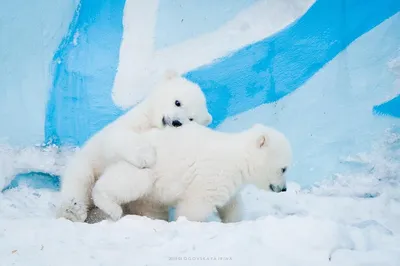 Где-то на белом свете, там, где всегда мороз...