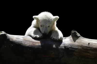 Впервые за 32 года в Ростовском зоопарке родился белый медведь | ROSTOF.RU