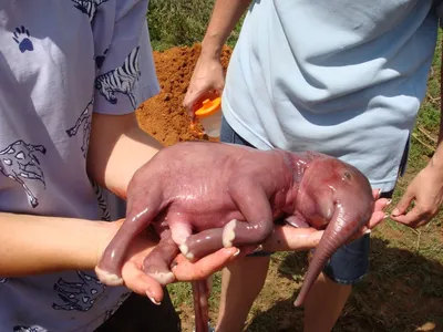 Новорожденный слоненок | Пикабу