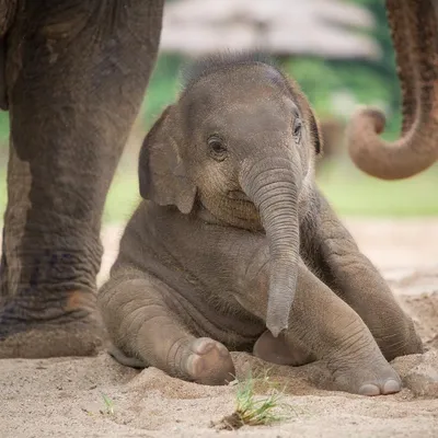 Новорожденный Слон Первые Шаги — стоковые фотографии и другие картинки  Африка - Африка, Африканский слон, Без людей - iStock