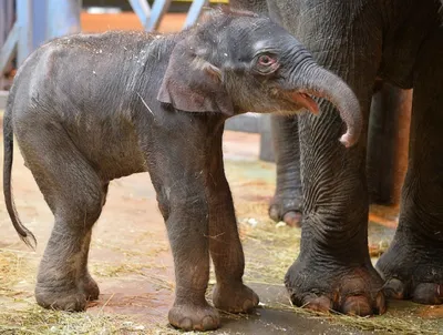 Новорождённый детëныш слона, мило…» — создано в Шедевруме