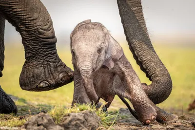 Новорожденного маленький слон рядом с огромным ноги и хоботу своей матери.  Слон сцены животных новорожденных под защитой матери. Стоковое Изображение  - изображение насчитывающей художничества, съемка: 186525925