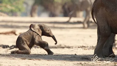 Видео: Новорожденный слоненок пытается сделать свои первые шаги