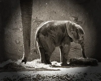В Московском зоопарке родился слоненок / Новости города / Сайт Москвы