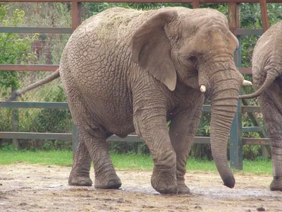 Факты о животных - Новорождённый слонёнок весит около 100 килограммов. |  Facebook