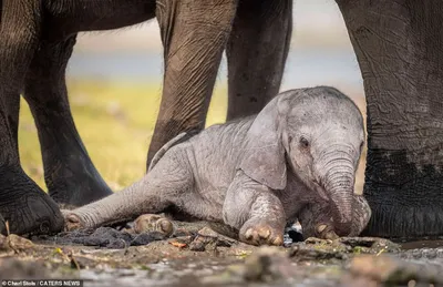 Новорожденный слон | FotoRelax