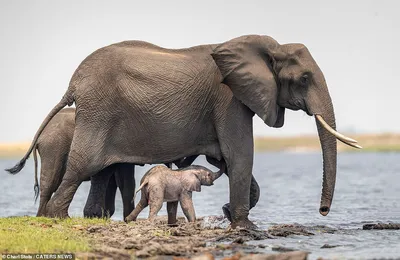 Трогательные кадры: новорожденный слоненок делает первые шаги
