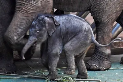 Девочка-слоненок родилась в зоопарке Ростова от немецких мамы с папой