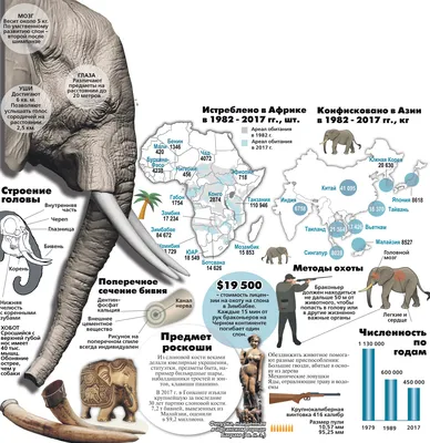 В Ростовском зоопарке родился 130-килограммовый слоненок | РИА Новости  Медиабанк