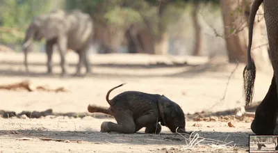 ТЕСТ! Зачем слону большие уши: что вы знаете об этих животных? - Телеканал  «О!»