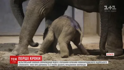 Фигурка Safari Ltd Африканский слон (детеныш) за 600 руб – купить в  интернет-магазине КуклаДом в Москве и России, отзывы