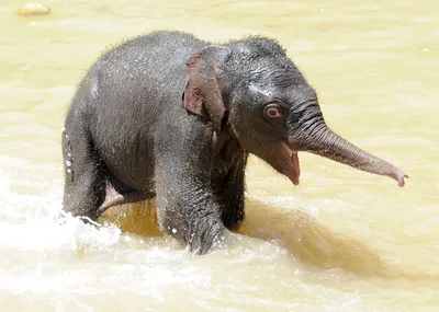 Почему слоны ходят беременными так долго | Вокруг Света