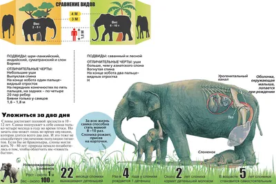 В Московском зоопарке новорожденного слоненка назвали Филимоном -  Российская газета