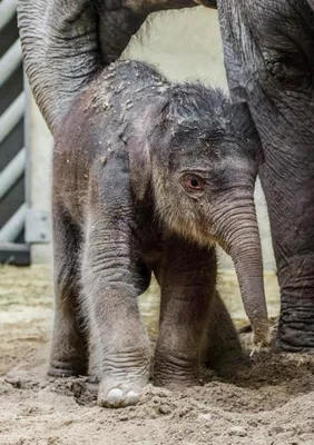 Слон пытался отшвырнуть от матери слоненка и вся семья встала на защиту