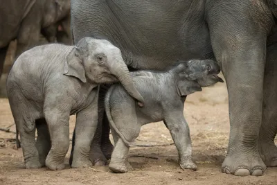 Бельгийский зоопарк показал первые шаги новорожденного слоненка (видео)