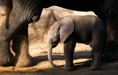 Африканский слоненок 88026b от Collecta за 313 руб. Купить официальном  магазине Collecta