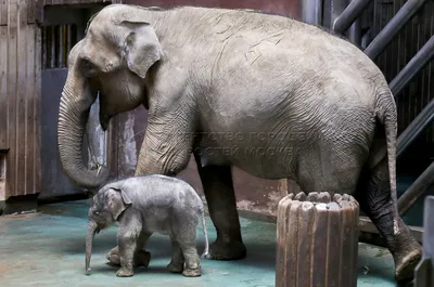 Сегодня в Праге впервые покажут новорожденного слоненка