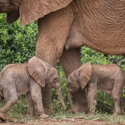 природа #африка #кения #животные #млекопитающие #слон #слонёнок #сава... |  TikTok