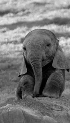 Новорожденный слон (45 фото) - красивые фото и картинки pofoto.club