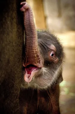 Новорожденные Слонята - 49 фото