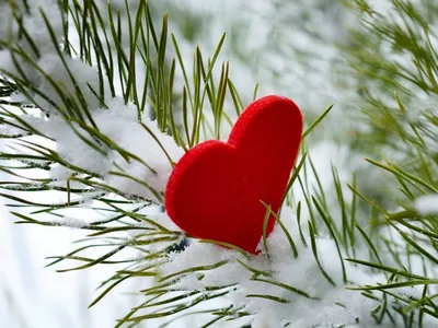 Новый год: повесь любовь на елку - Mors.Sibnet.ru Новосибирск