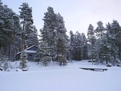Зимний новогодний лес (96 фото) - 96 фото