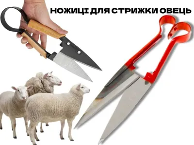 Купить Ножницы для стрижки овец - по цене 288 ₽ в Крыму с бесплатной  доставкой по Симферополю в интернет-магазине ALET.TOOLS - все для  строительства и ремонта