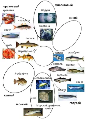 Японское море и его жители: самые интересные факты