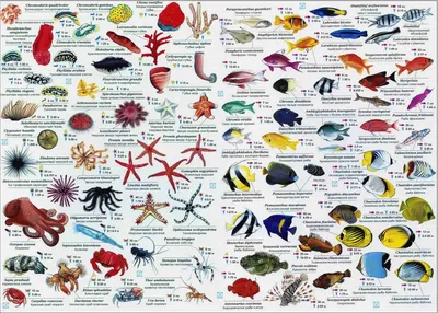 Крупные рыбы красного моря - 57 фото