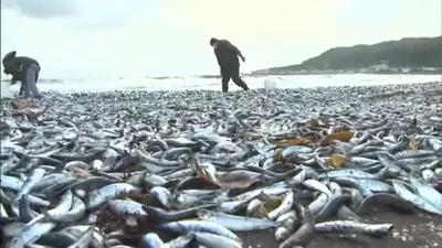 Самая глубоководная рыба в мире попала на видео на глубине более 8 км возле  Японии | Новости РБК Украина