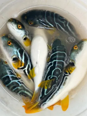 К побережью Японии прибило тысячи тонн мертвой рыбы. Видео | РБК Life