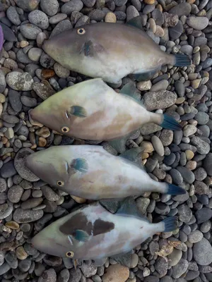 ТИНРО - Ядовитые рыбы в Приморье